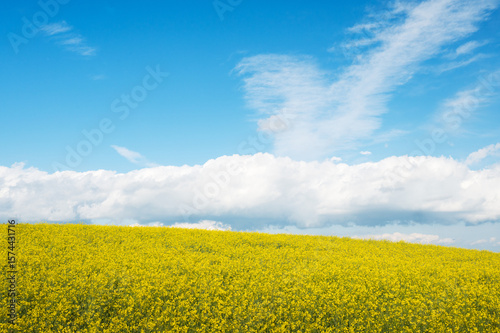 Flowering canola or rapeseed field