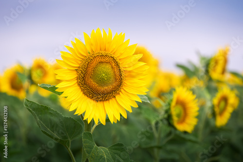 Field of blooming sunflowers