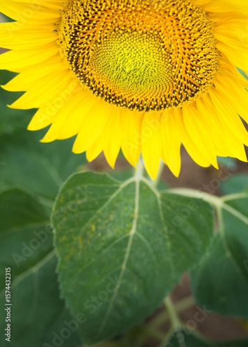 Full frame one sunflower blossoms brightly lit by the sun in the field