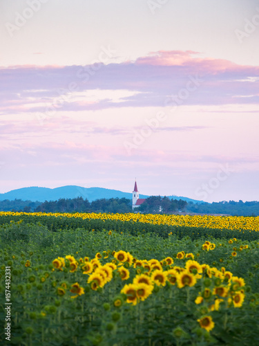 a church among the sunflowers in Burgenland