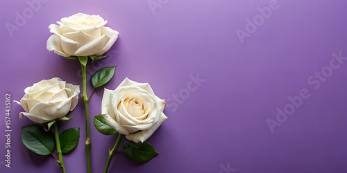 Three Elegant Cream Roses on Purple Background