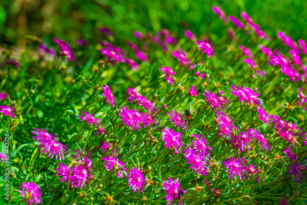 Obraz premium Bumblebee flying over flowers in a colorful garden in bright sunlight in summer, Almere, Flevoland, The Netherlands, July 9, 2025