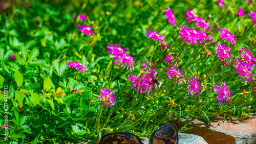 Bumblebee flying over flowers in a colorful garden in bright sunlight in summer, Almere, Flevoland, The Netherlands, July 9, 2025