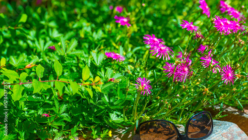 Bumblebee flying over flowers in a colorful garden in bright sunlight in summer, Almere, Flevoland, The Netherlands, July 9, 2025