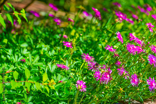 Bumblebee flying over flowers in a colorful garden in bright sunlight in summer, Almere, Flevoland, The Netherlands, July 9, 2025