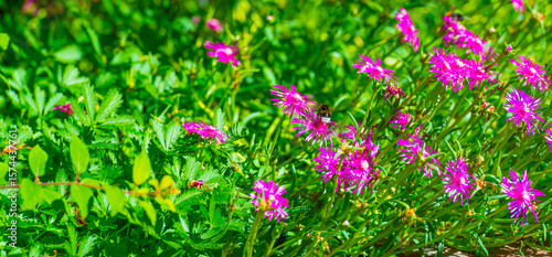 Bumblebee flying over flowers in a colorful garden in bright sunlight in summer, Almere, Flevoland, The Netherlands, July 9, 2025