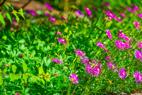 Bumblebee flying over flowers in a colorful garden in bright sunlight in summer, Almere, Flevoland, The Netherlands, July 9, 2025