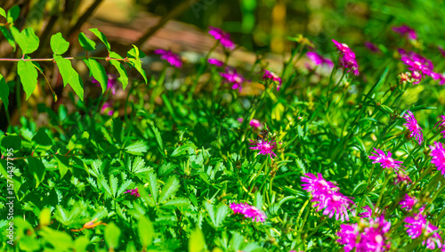 Bumblebee flying over flowers in a colorful garden in bright sunlight in summer, Almere, Flevoland, The Netherlands, July 9, 2025