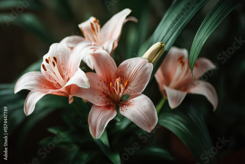 closeup of blooming flowers that are isolated from background showcasing rare houseplants