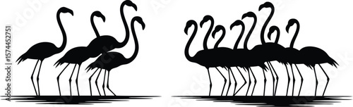 Silhouetted Flamingo Groups Standing Water, Graceful Curves, Exotic Birds, Striking Contrast, Isolated on White