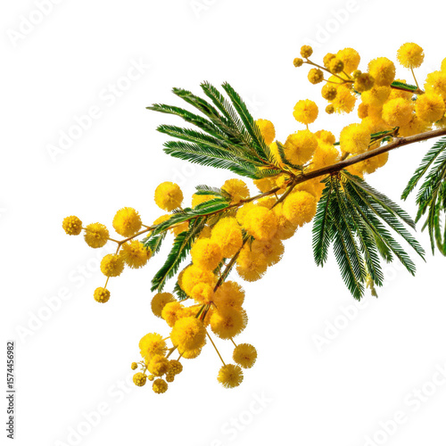 Bright yellow mimosa flowers and green feathery leaves isolated on transparent background