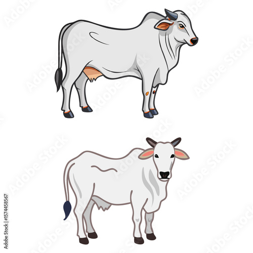 Cartoon depictions of two Brahman bulls 