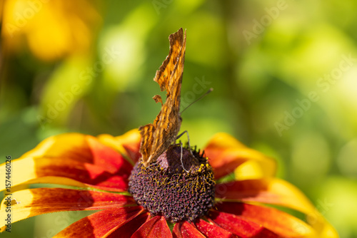 Butterfly Peacock Eye sits on a yellow rudbeckia flower