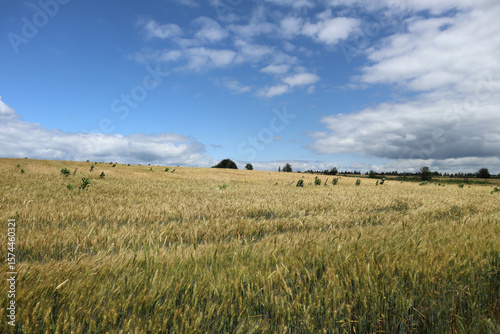 Blue summer sky with fluffy clouds over yellow wheat field.