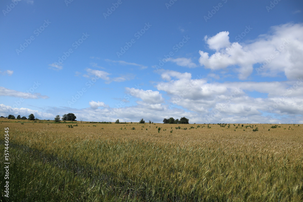 Obraz premium Panorama of a wheat field in windy weather and a blue summer sky with small clouds.