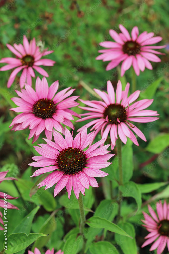Fototapeta premium Pink coneflower flowers in close up