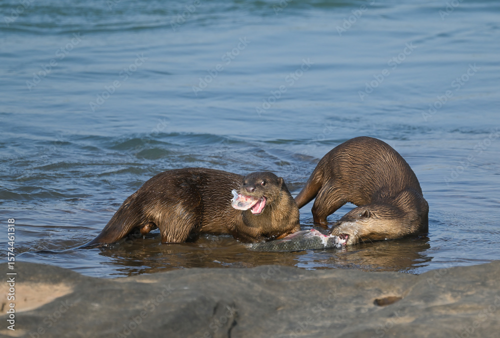 Fototapeta premium Smooth-coated otter is a freshwater otter species from regions of South and Southwest Asia. It has been ranked as 