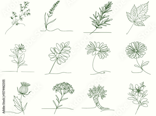 Collection of 12 black and white single line art medicinal plants, minimalistic herbal icons for natural remedies, organic branding, and eco-friendly labels
