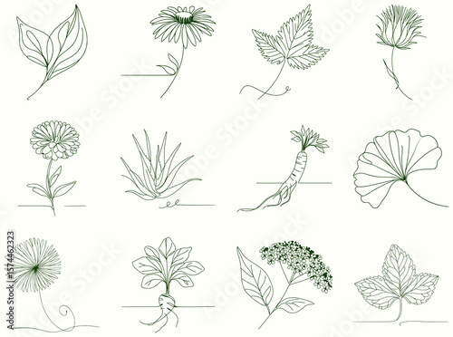 Set of 12 minimalist continuous line drawings of medicinal herbs on light background, simple botanical illustrations for herbal product design and packaging