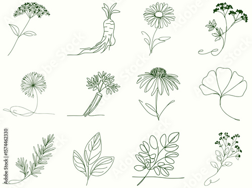 12 simple linear illustrations of medicinal herbs, minimalist continuous line style botanical set for herbal medicine packaging, wellness products, and graphic design