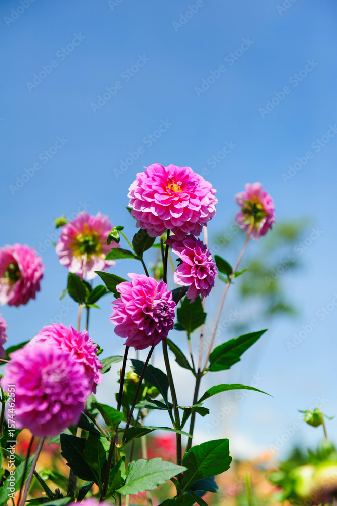 Obraz premium Close-up dahlia flowers in Da Lat city, Vietnam.