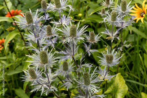 Eryngium alpinum 'Blue Jackpot' also known as Blue Sea Holly