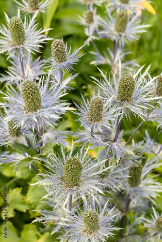 Eryngium alpinum 'Blue Jackpot' also known as Blue Sea Holly