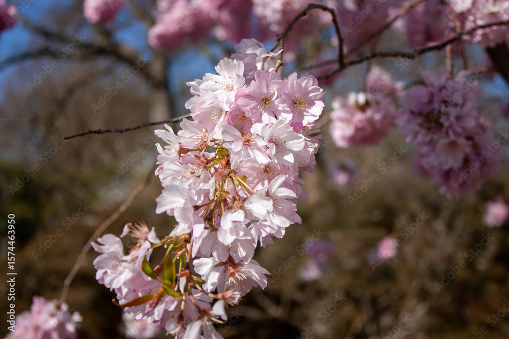 Obraz premium pink cherry blossom