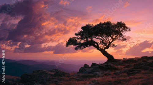 The setting sun casts a warm glow over a lone tree atop a mountain.