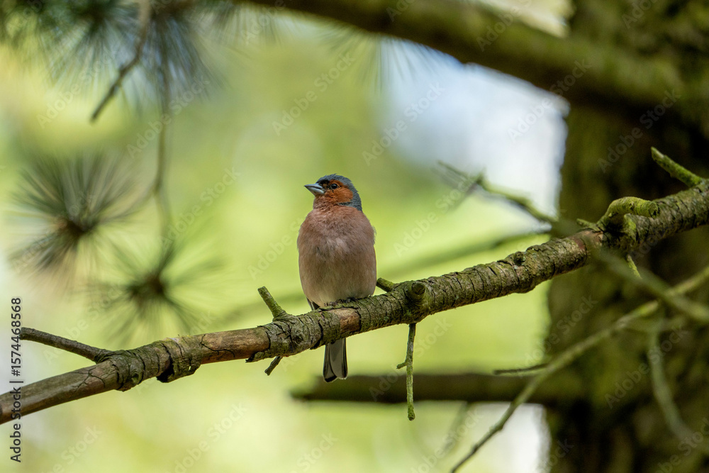Chaffinch observing the situation Chaffinch observing the situation