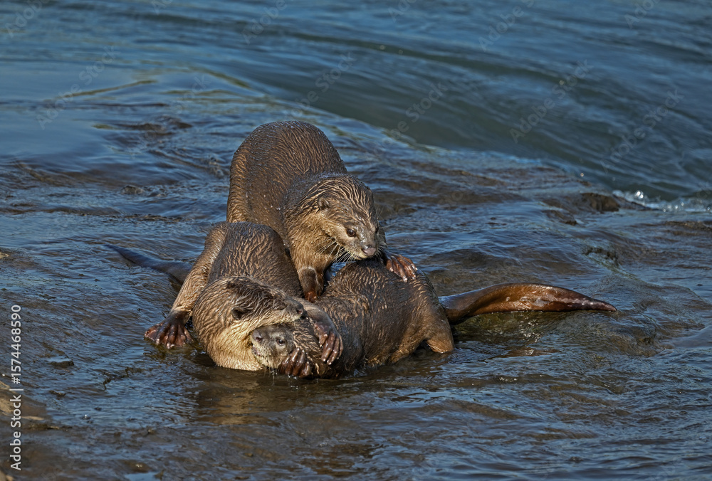 Fototapeta premium Smooth-coated otter is a freshwater otter species from regions of South and Southwest Asia. It has been ranked as 