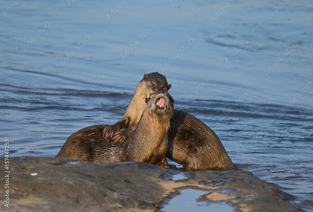 Fototapeta premium Smooth-coated otter is a freshwater otter species from regions of South and Southwest Asia. It has been ranked as