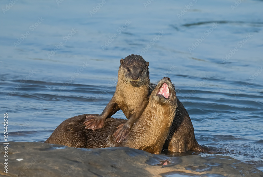 Fototapeta premium Smooth-coated otter is a freshwater otter species from regions of South and Southwest Asia. It has been ranked as 