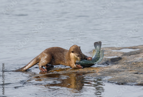 Smooth-coated otter is a freshwater otter species from regions of South and Southwest Asia. It has been ranked as 