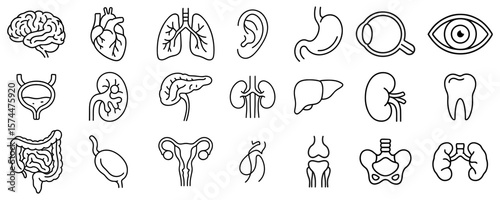 Human Body Organs Line Art Illustration Set for Medical Educational Resources and Anatomy Studies