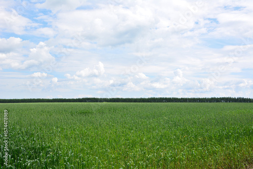 Fototapeta Naklejka Na Ścianę i Meble -  Vast green field under a cloudy sky copy space wallpaper banner