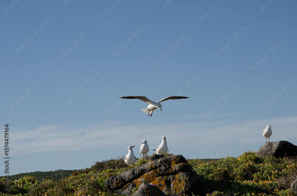 Fototapeta premium Seagulls on West Coast, Western Cape, South Africa