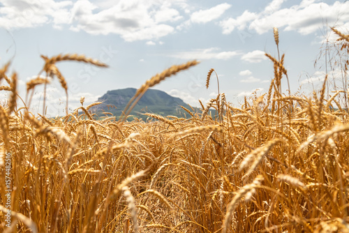 Ears of wheat ripen under the scorching sun against background of mountains