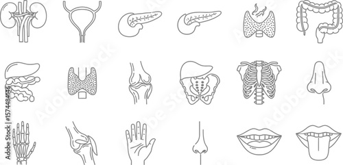A detailed illustration of various human internal organs and skeletal structures isolated on white background