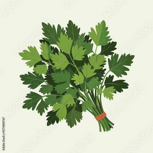 Fresh bunch of flat leaf parsley tied with an orange band on a light background