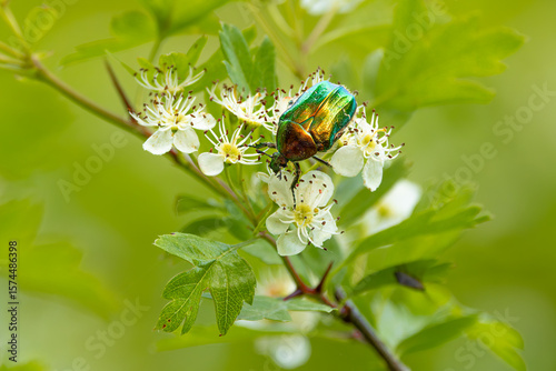 cetonia aurata, beetle, pollination, hawthorn flowers, crataegus, spring, leaves, twig, white, petals, perianth, beautiful, blurry background, green, tree, flowers, pollination, closeup, ecology