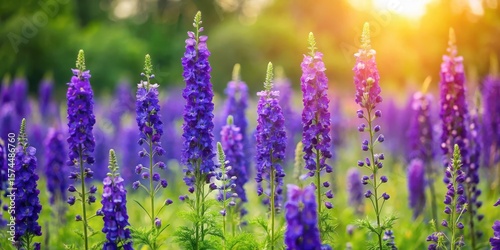 Fototapeta Naklejka Na Ścianę i Meble -  Vibrant purple delphinium flowers blooming in a lush green meadow on a warm summer day