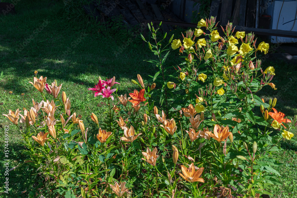 Obraz premium A beautiful garden displaying colorful lilies and vibrant yellow flowers.