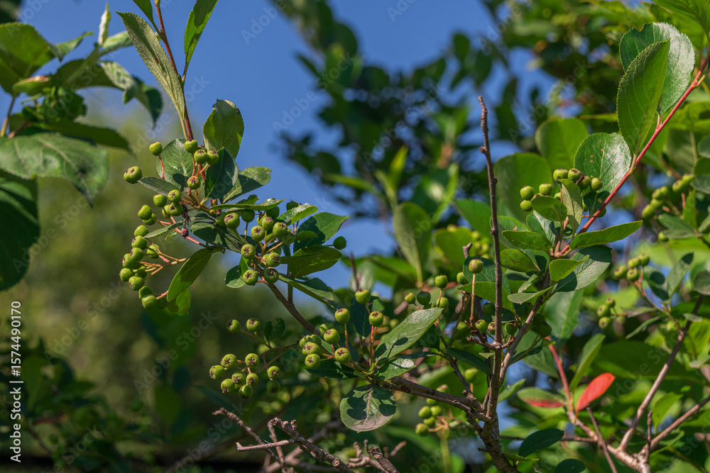 Obraz premium A vibrant image showcasing green berries flourishing on a plant branch under a bright, blue sky.