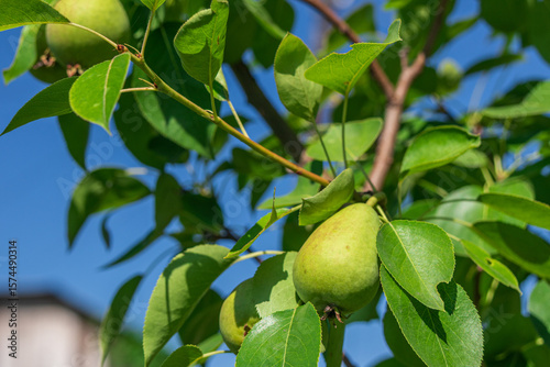 Beautiful close-up of fresh pears growing on a tree with lush green leaves under sunlight.