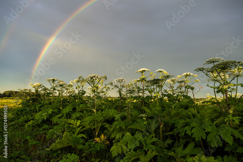 Sosnowsky's hogweed Heracleum sosnowskyi is a dangerous invasive plant. Rainbow on the hogweed field