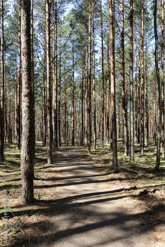 Sunlit sandy path through dense pine forest with tall slender trees