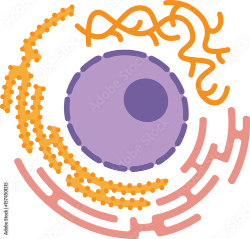 A diagram of a cell nucleus surrounded by the endoplasmic reticulum web. Shows rough ER with ribosomes and smooth ER, illustrating cellular synthesis and transport.