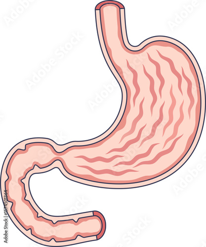 A medical illustration of the human stomach, or gastric chamber. This anatomical diagram shows the organ's internal structure, representing digestion, gastroenterology, and human biology.