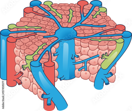 Diagram of a hepatic lobule, the liver's functional unit. Shows central vein, hepatocytes, and portal triads with artery, portal vein, and bile duct branches.